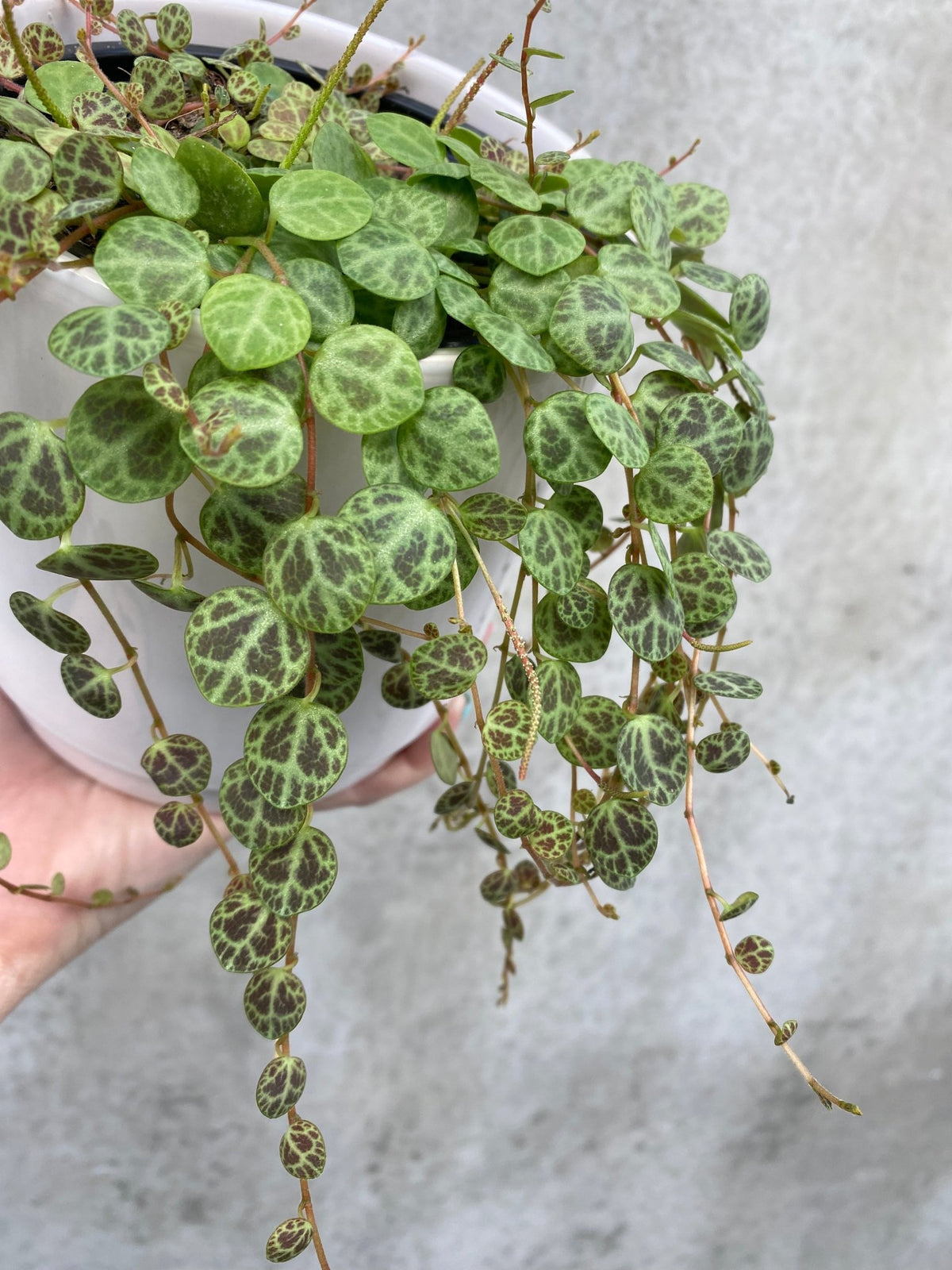 String of Turtles - The Green Room Flower Company