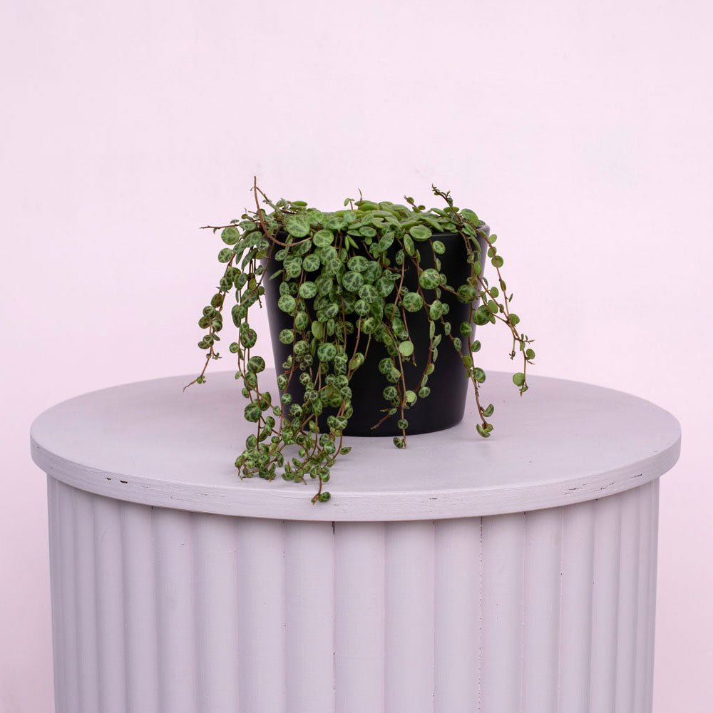 String of Turtles - The Green Room Flower Company