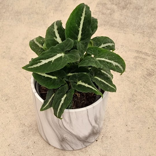 Syngonium Wendlandii - Black Velvet - The Green Room Flower Company
