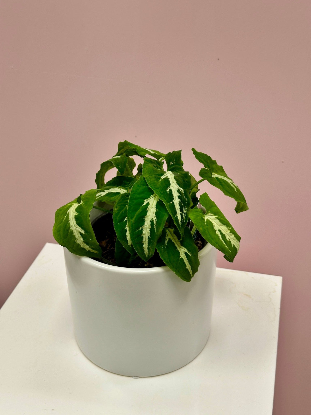 Syngonium Wendlandii - Black Velvet - The Green Room Flower Company