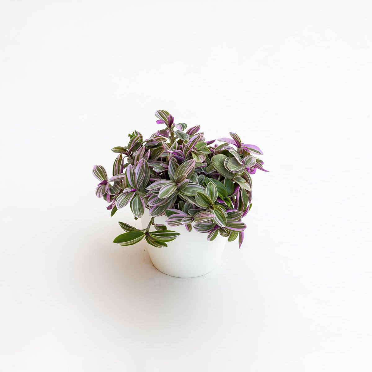 Tradescantia 'Sweetness' - The Green Room Flower Company