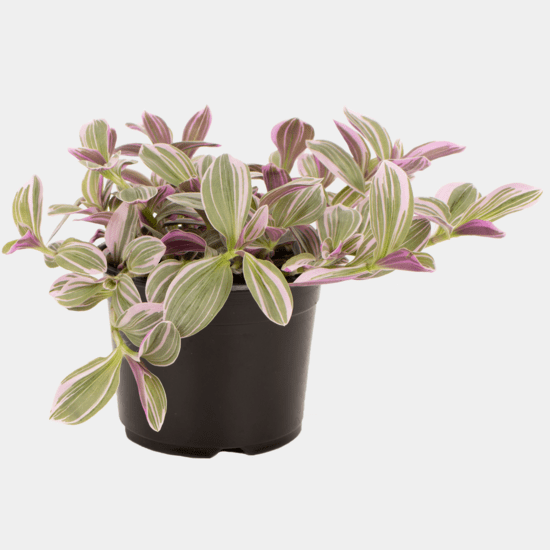 Tradescantia 'Sweetness' - The Green Room Flower Company