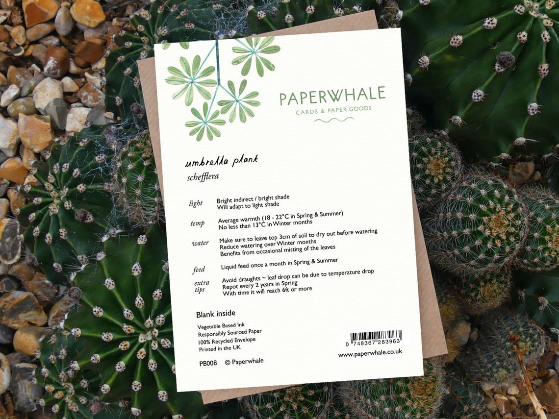 Umbrella Plant - Greeting Card - The Green Room Flower Company