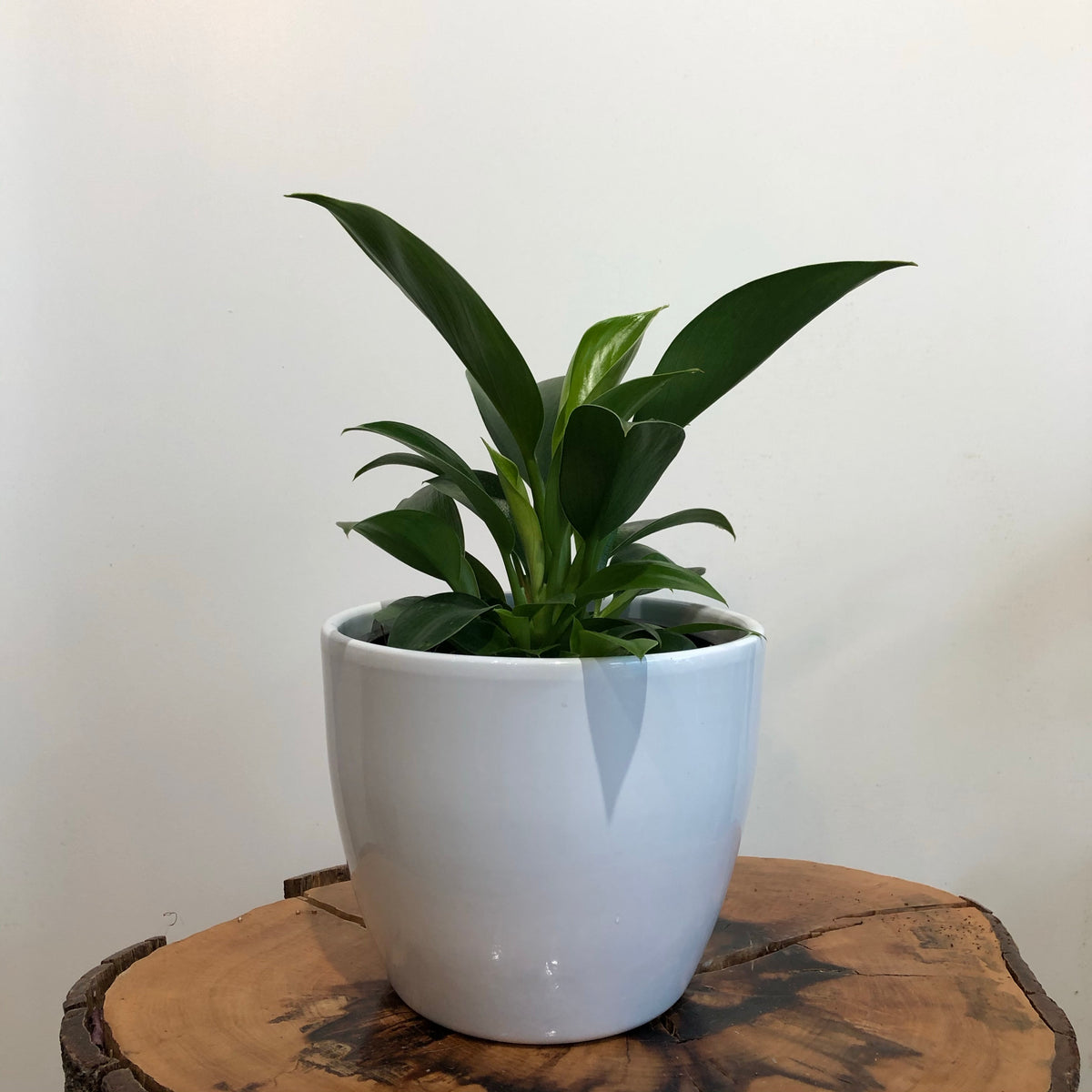 Philodendron Imperial Green