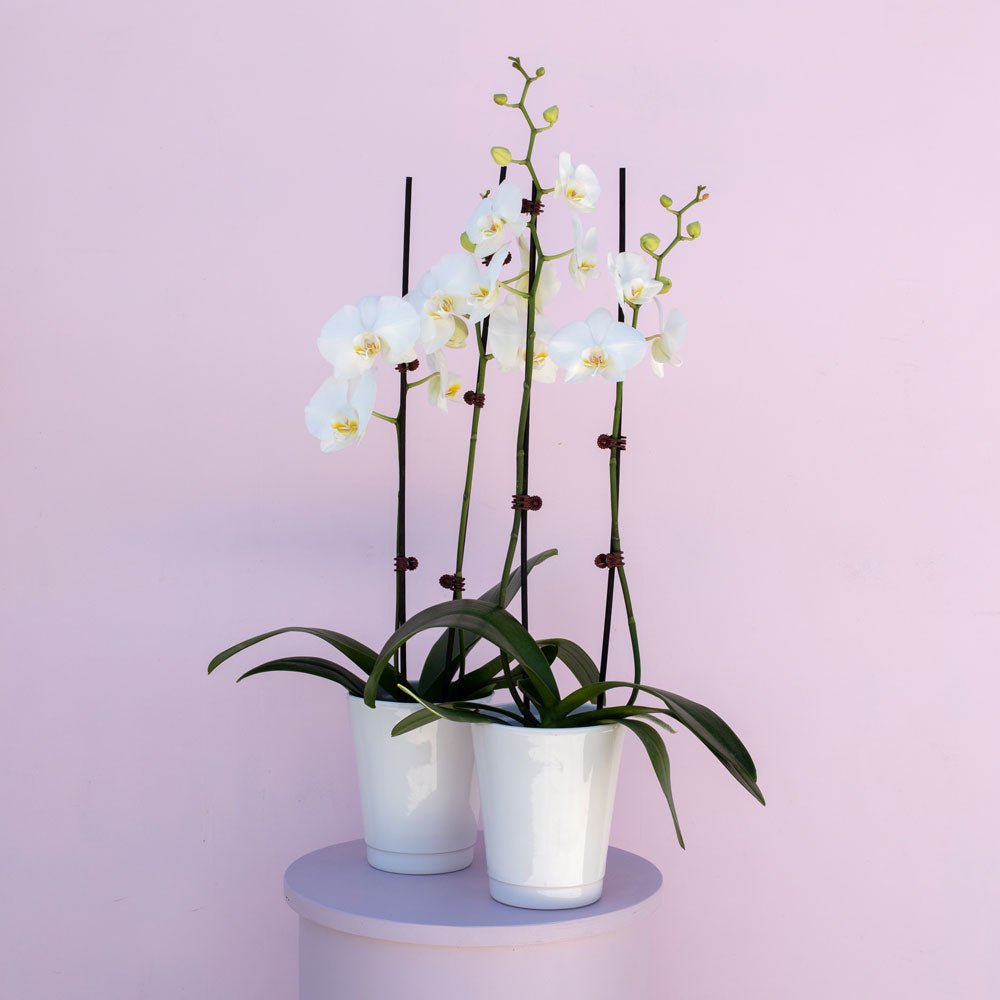 Phalaenopsis Orchid - The Green Room Flower Company