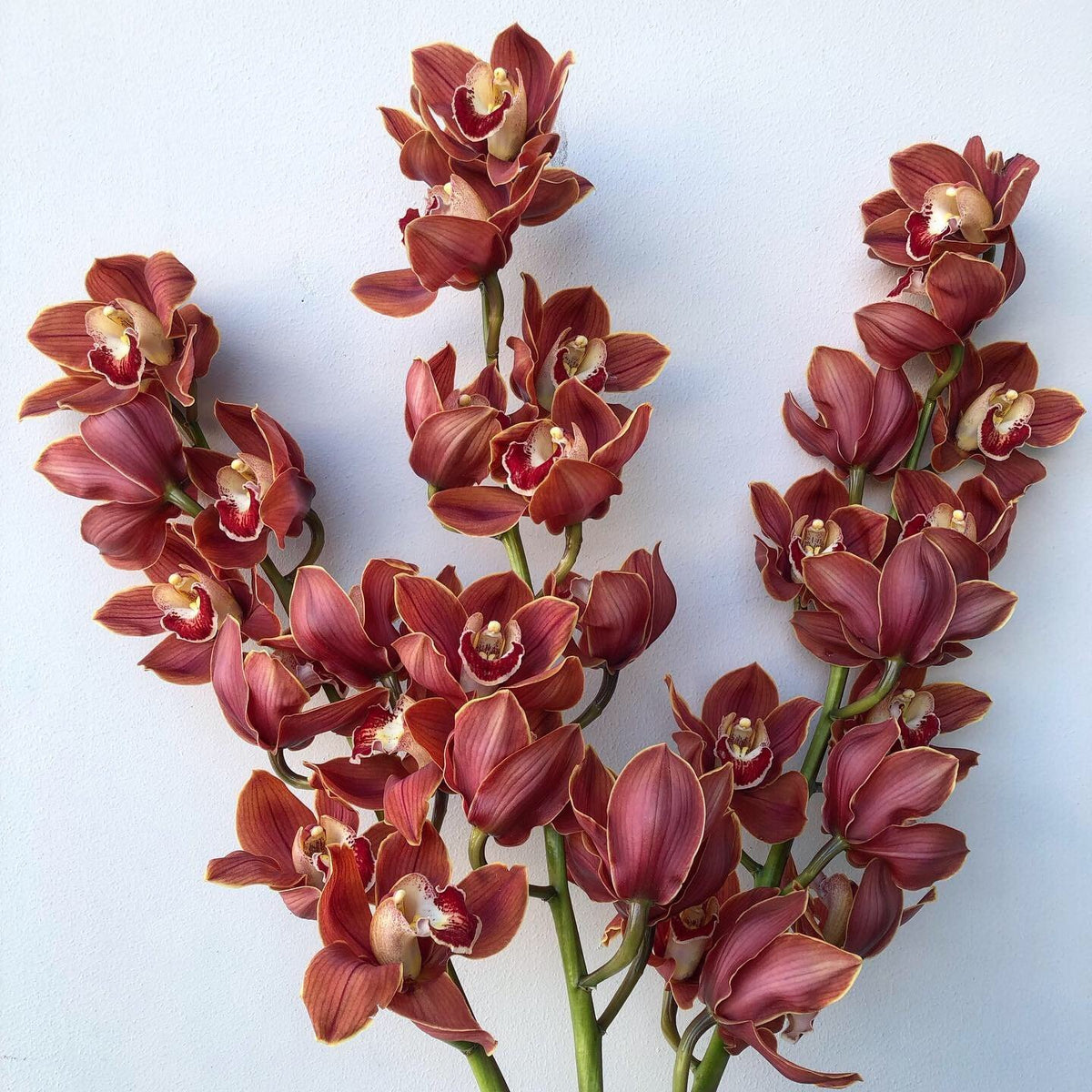 Seasonal Special: Cymbidium Orchids - The Green Room Flower Company