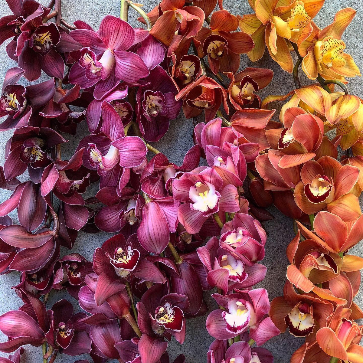 Seasonal Special: Cymbidium Orchids - The Green Room Flower Company