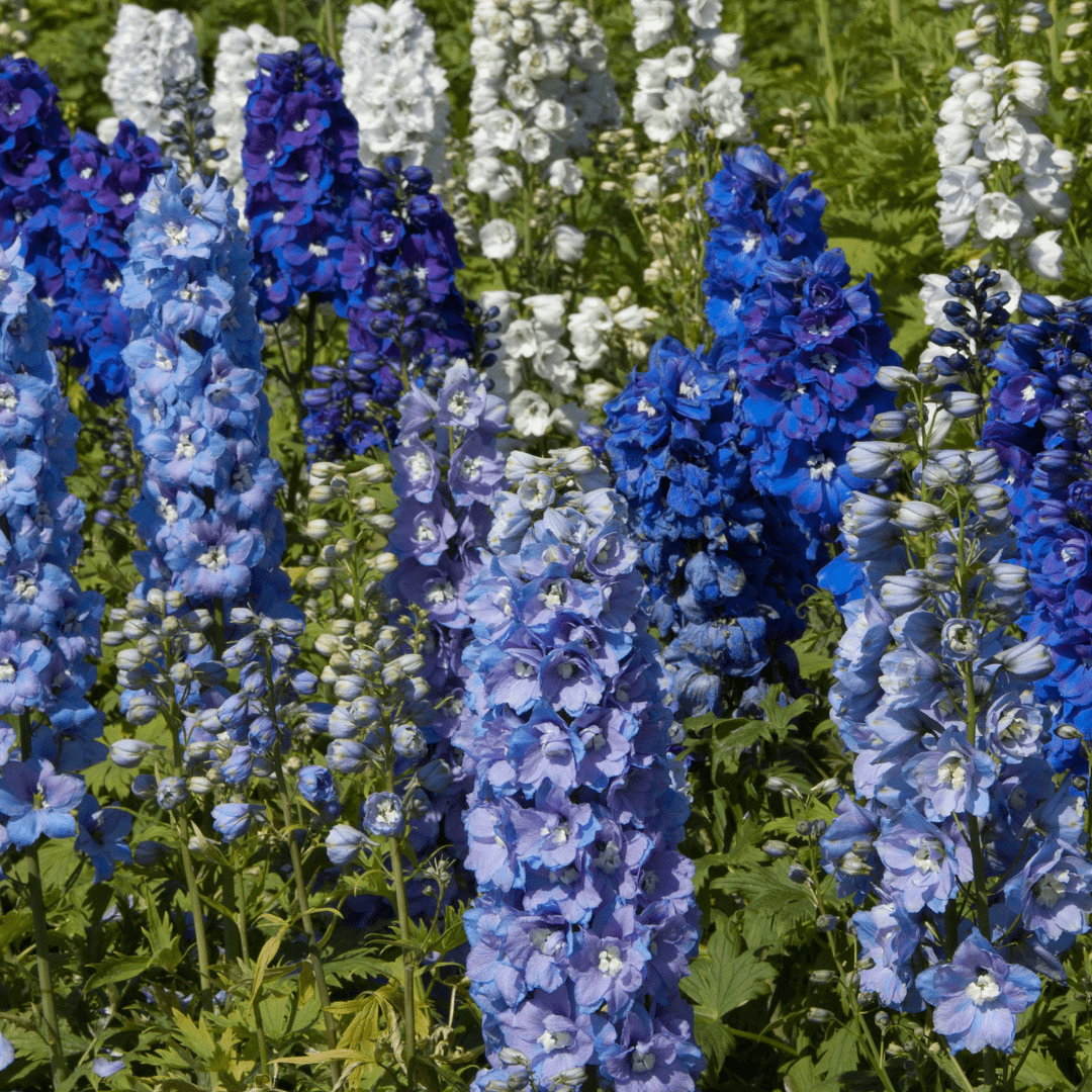 7 poisonous flowers best admired from a distance - The Green Room Flower Company