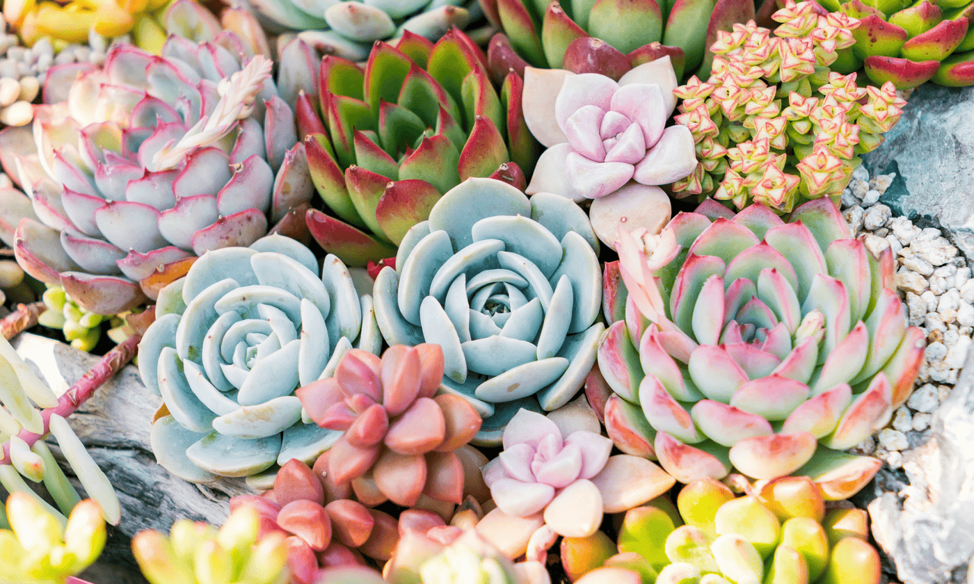 Creating A Succulent Planter - The Green Room Flower Company