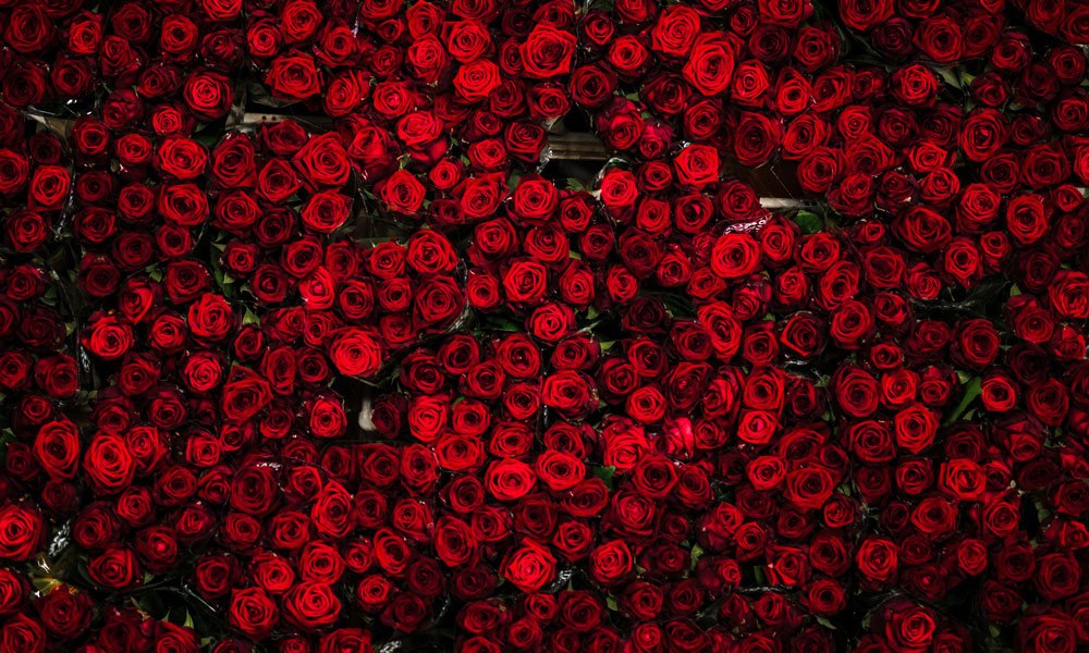 Why Roses are Romantic - The Green Room Flower Company