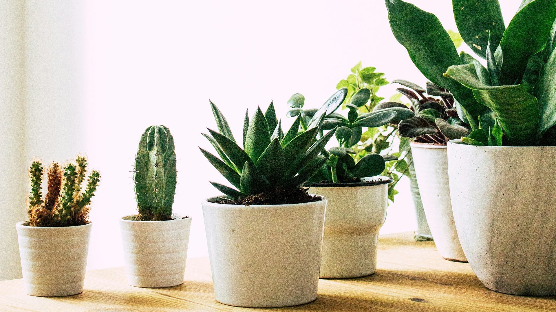 Pots - The Green Room Flower Company