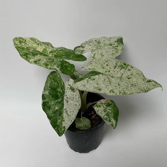 Alocasia Odora Batik Variegated