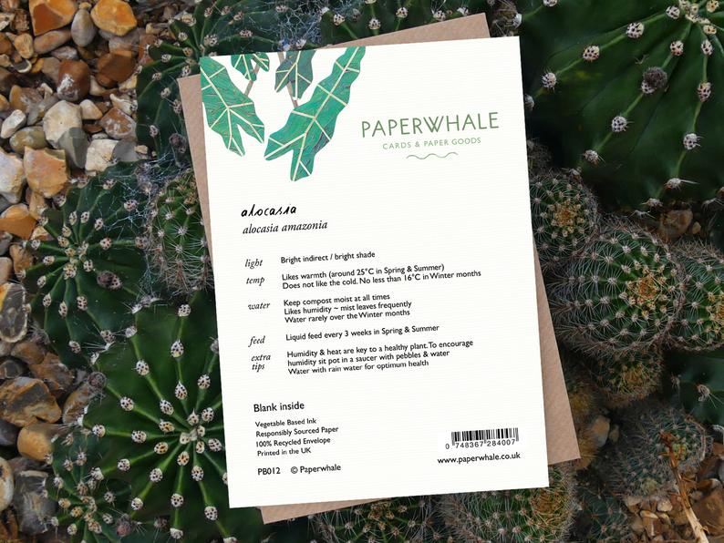 Alocasia - Greeting Card - The Green Room Flower Company