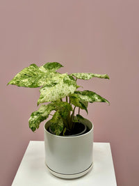 Alocasia Odora Batik Variegated - The Green Room Flower Company