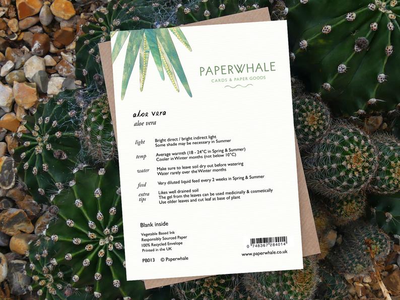 Aloe Vera - Greeting Plant - The Green Room Flower Company