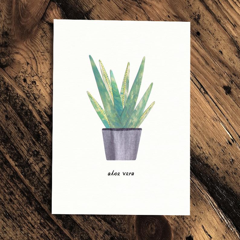 Aloe Vera - Greeting Plant - The Green Room Flower Company