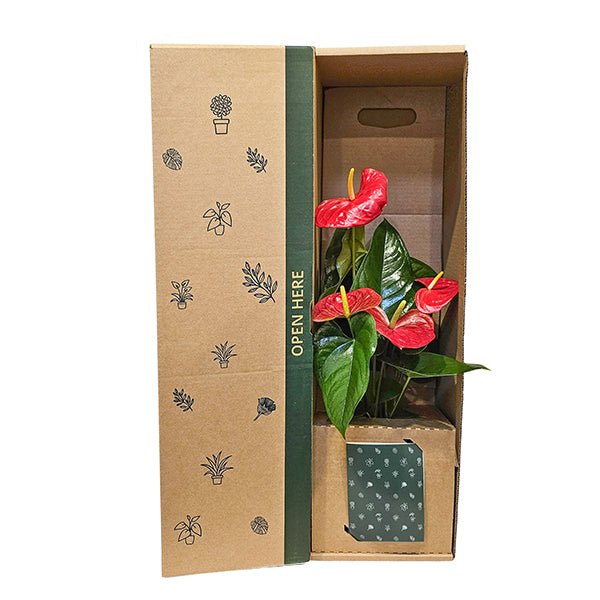 Anthurium - The Green Room Flower Company