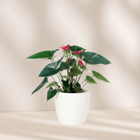Anthurium - The Green Room Flower Company