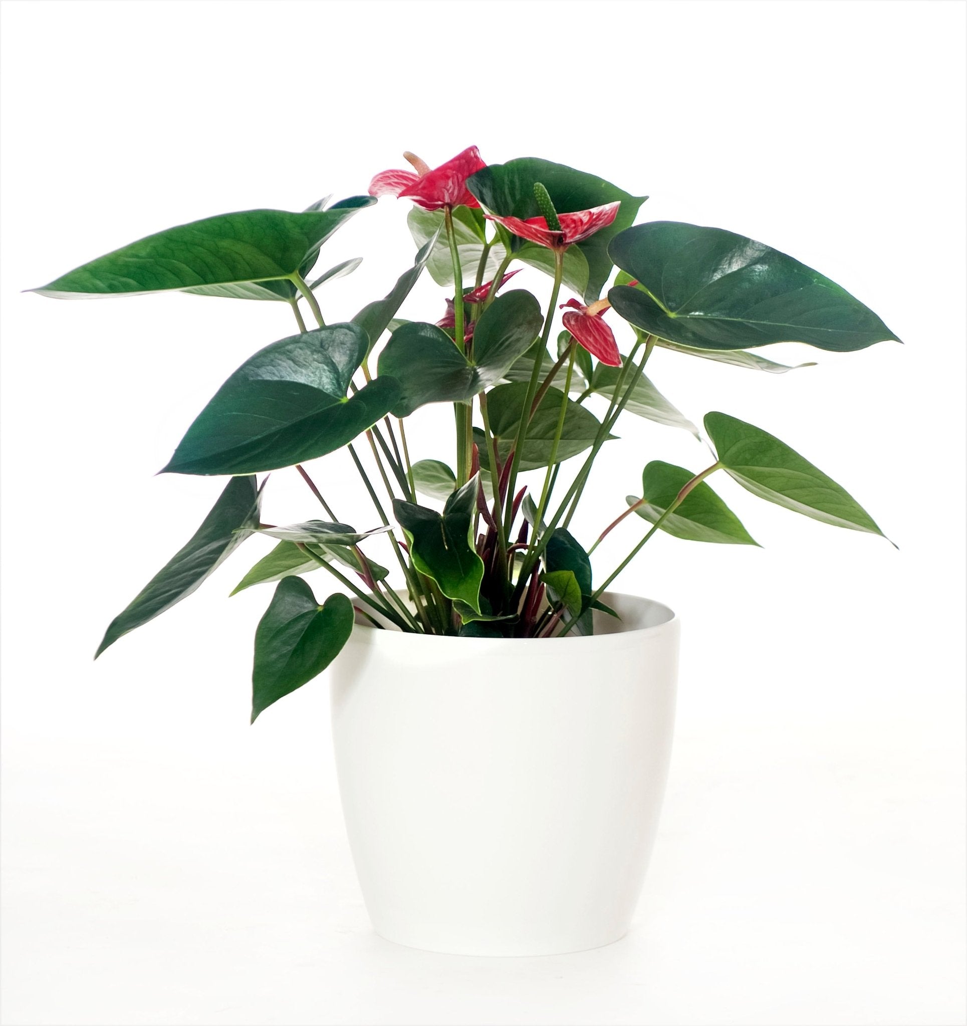 Anthurium - The Green Room Flower Company