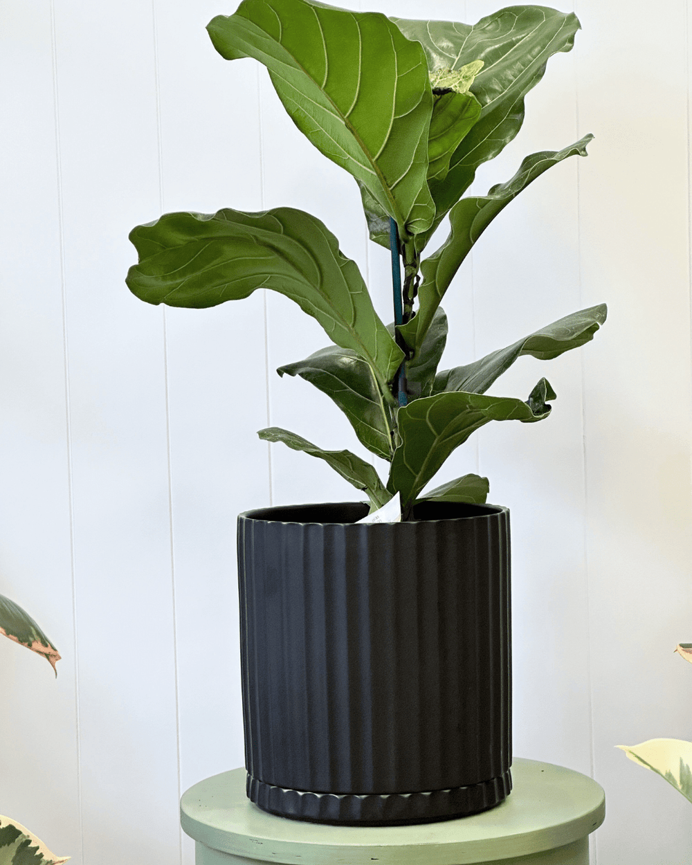 Athens Black pot and saucer - The Green Room Flower Company