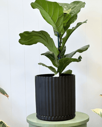 Athens Black pot and saucer - The Green Room Flower Company
