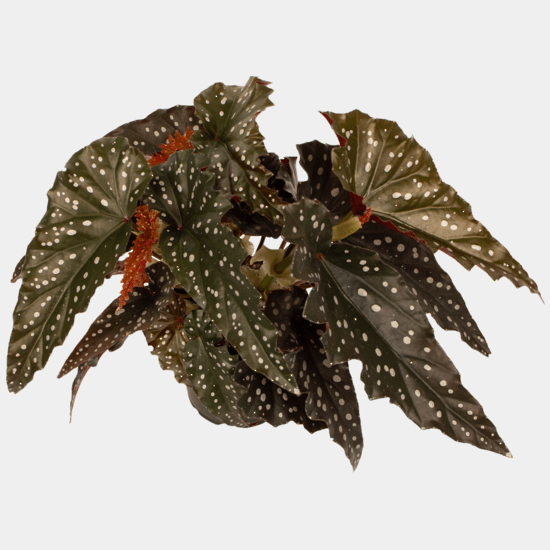 Begonia - Black Forest - The Green Room Flower Company