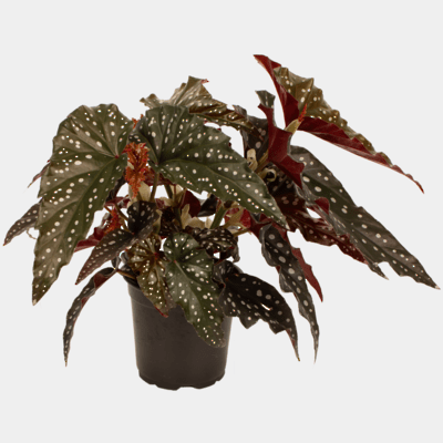 Begonia - Black Forest - The Green Room Flower Company