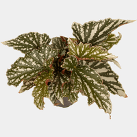 Begonia - Bohemian Forest - The Green Room Flower Company