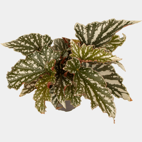 Begonia - Bohemian Forest - The Green Room Flower Company