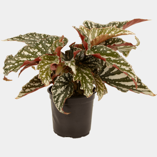 Begonia - Bohemian Forest - The Green Room Flower Company