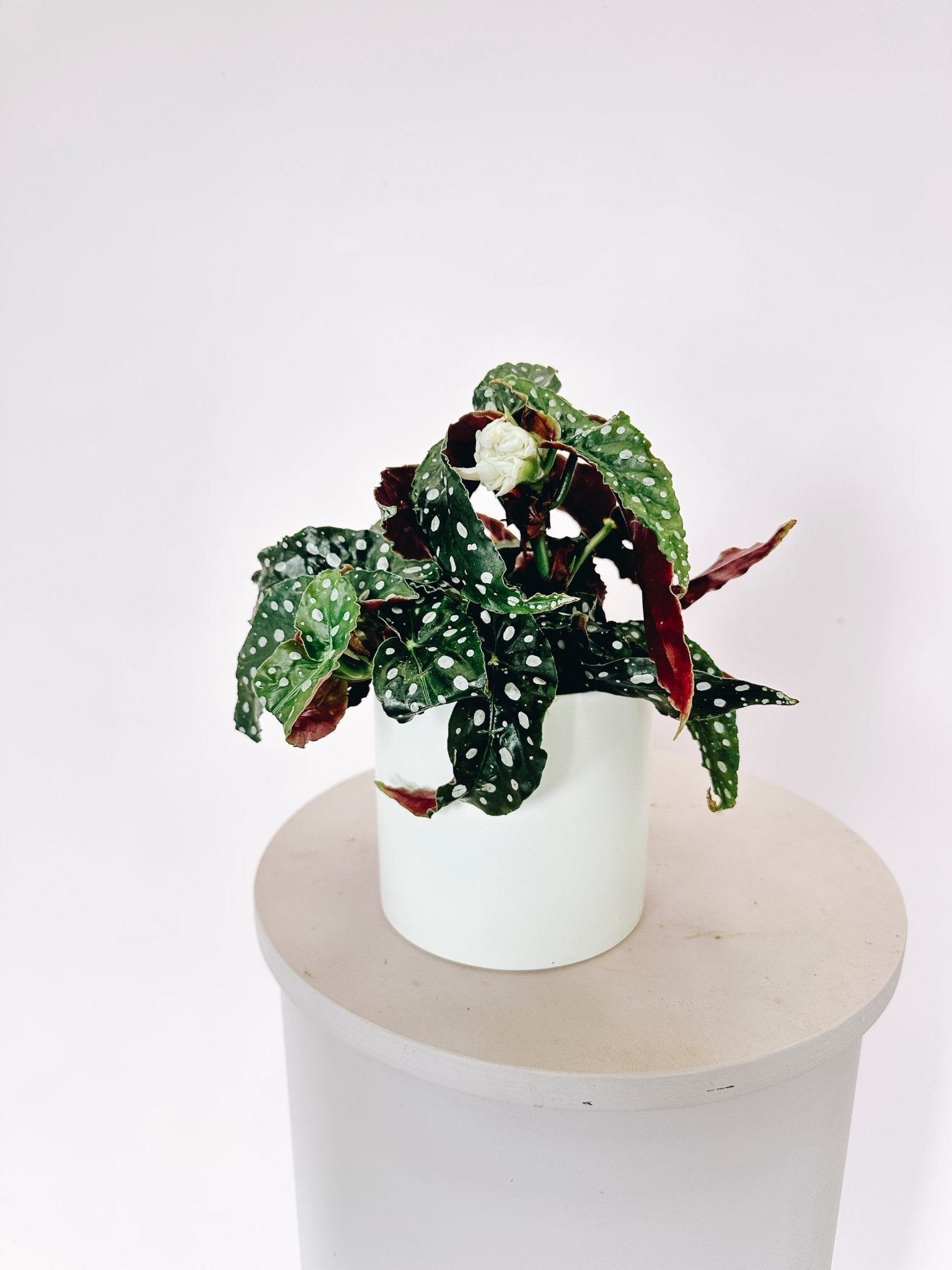 Begonia Polka Dot - The Green Room Flower Company