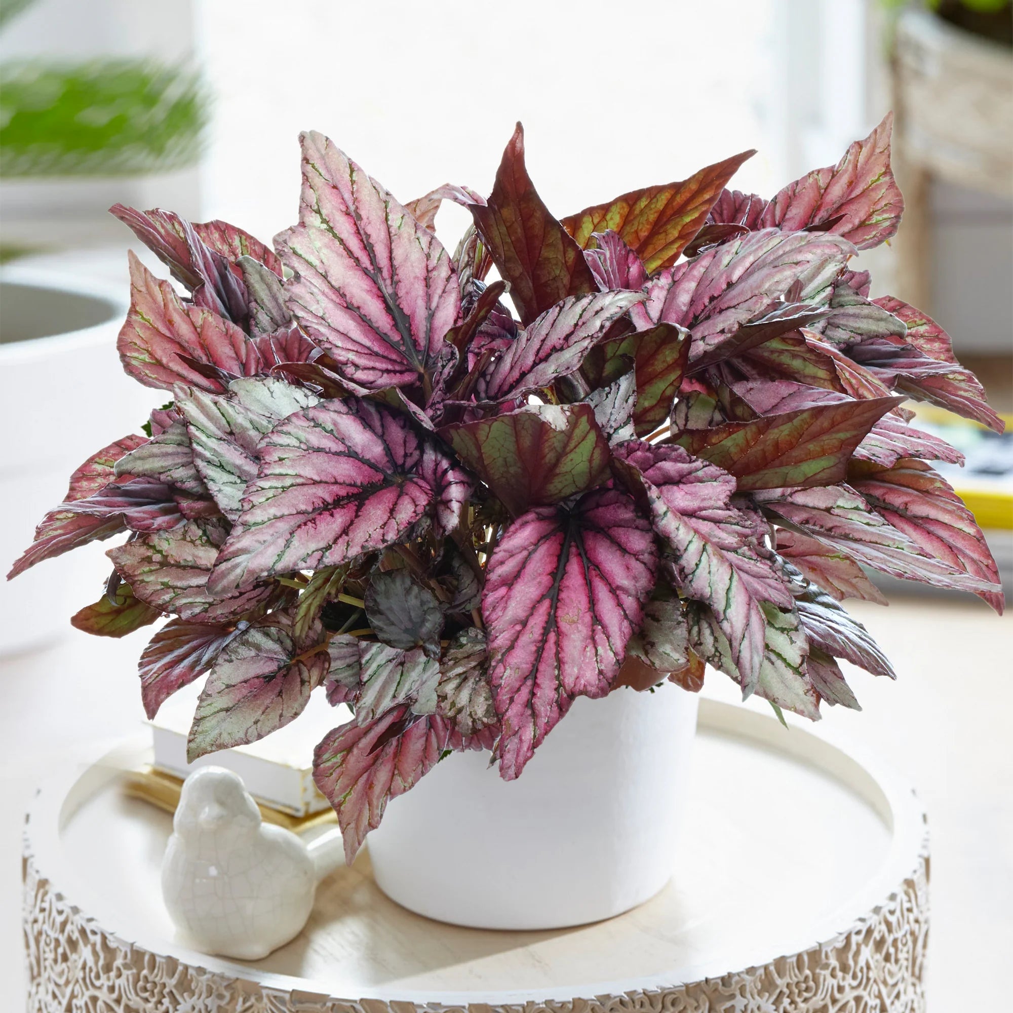 Begonia Rex Mclauchlan - The Green Room Flower Company