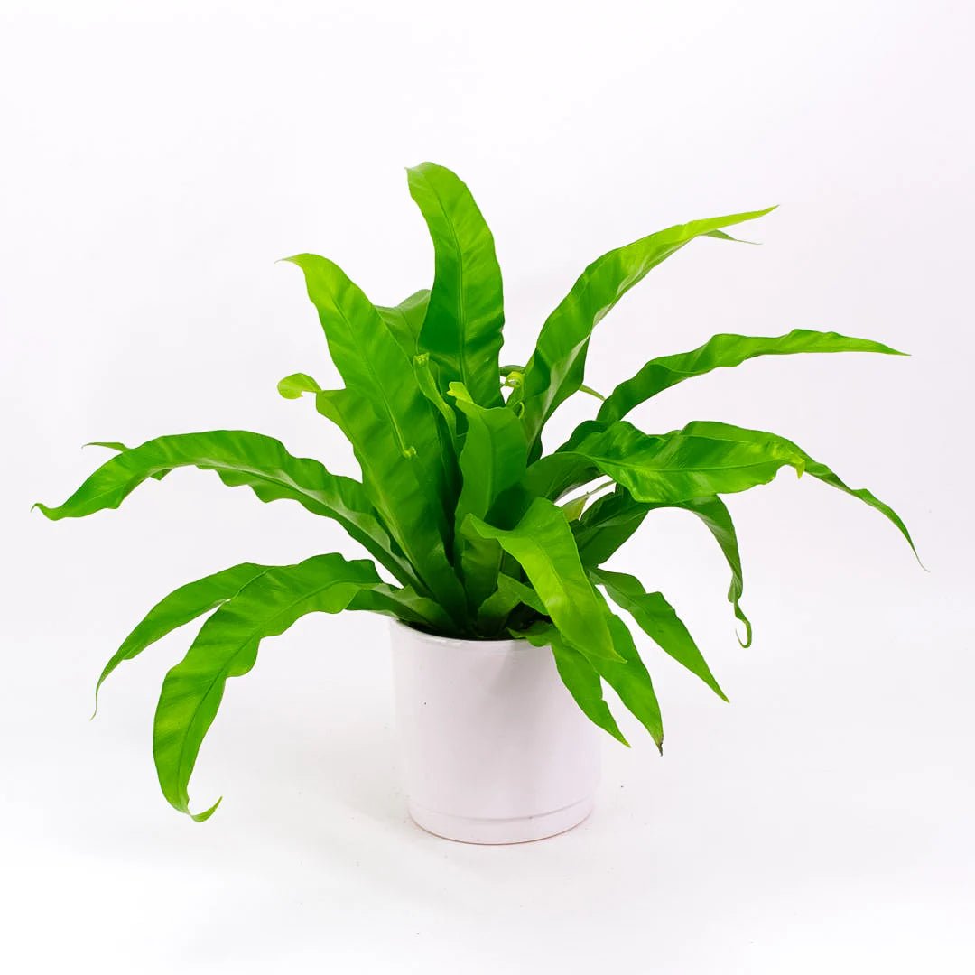 Bird’s Nest Fern (Asplenium antiquum) - The Green Room Flower Company