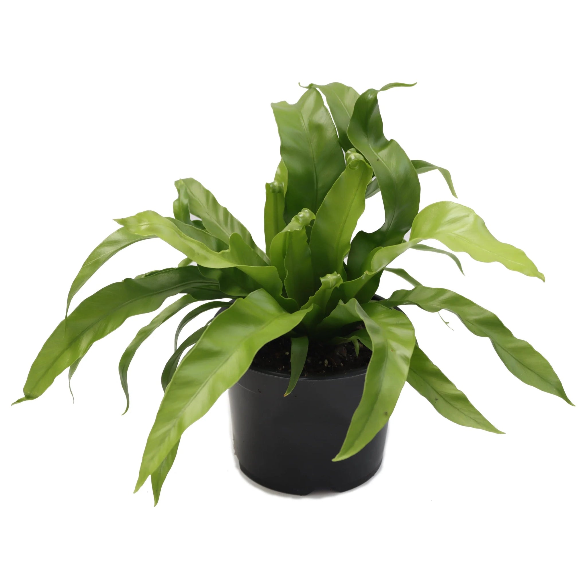 Bird’s Nest Fern (Asplenium antiquum) - The Green Room Flower Company