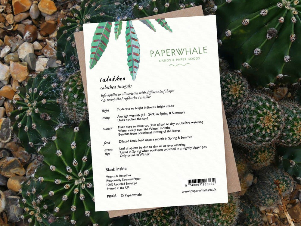 Calathea - Greeting Card - The Green Room Flower Company