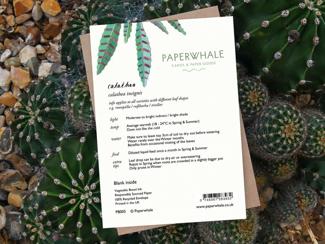 Calathea - Greeting Card - The Green Room Flower Company