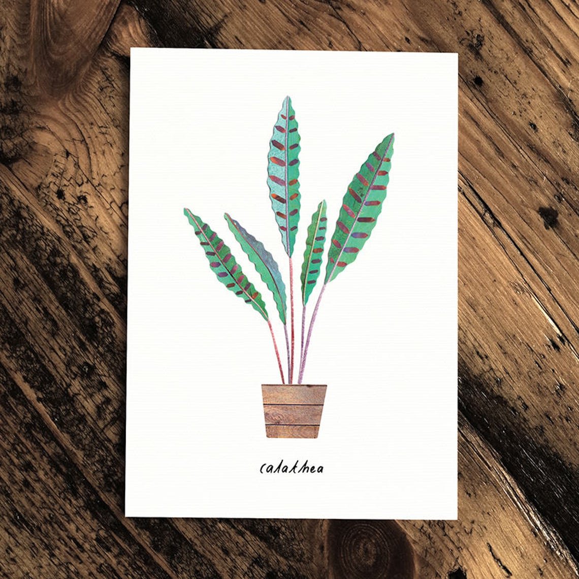 Calathea - Greeting Card - The Green Room Flower Company
