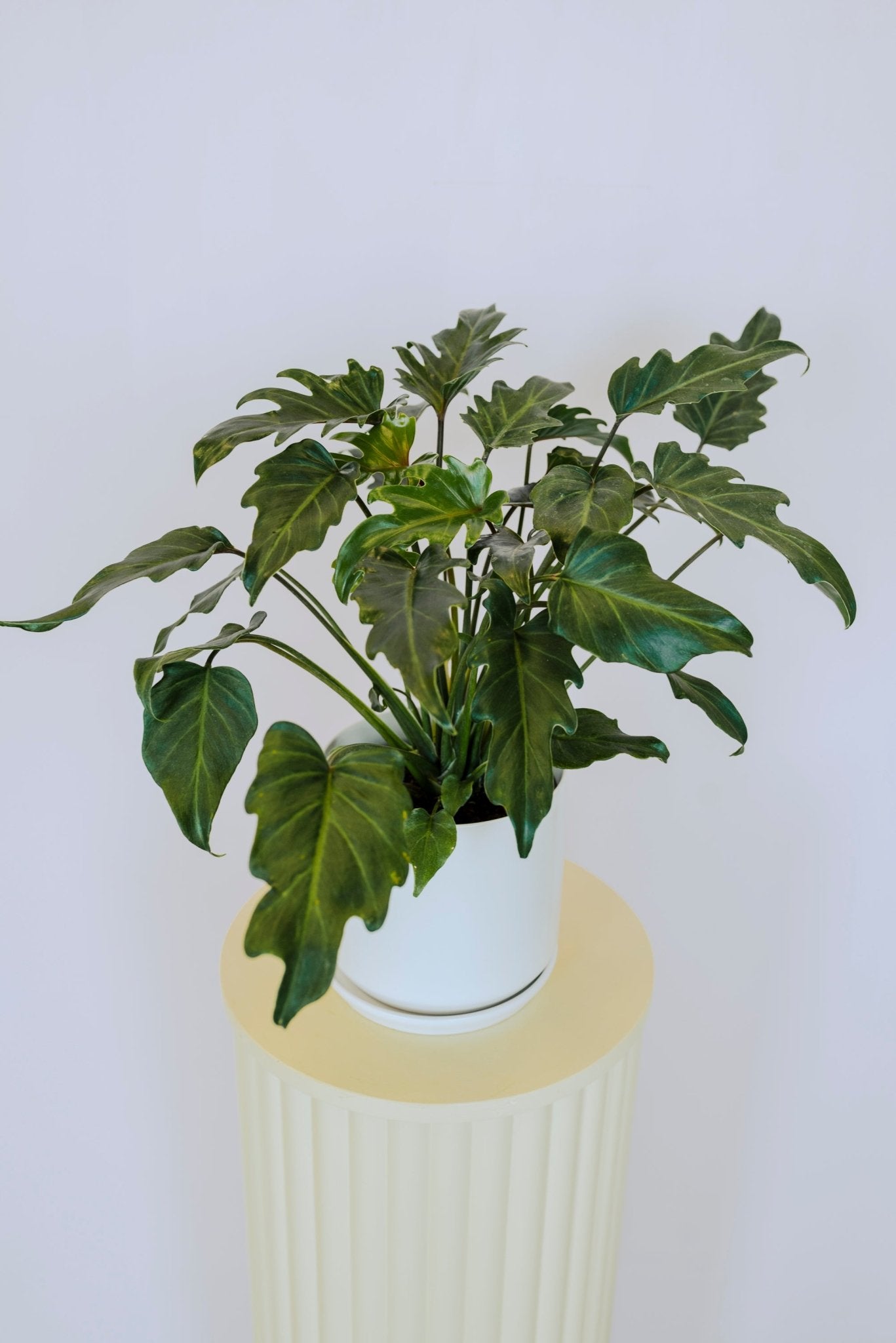 Cast iron plant - The Green Room Flower Company