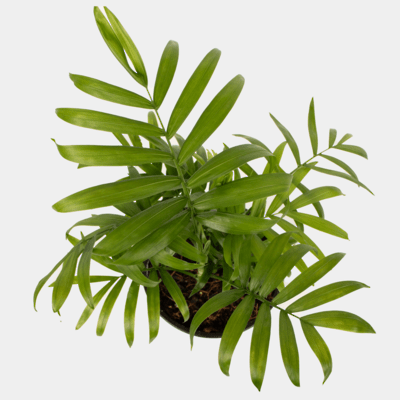 Chamaedorea Elegans 'Palor Palm' - The Green Room Flower Company