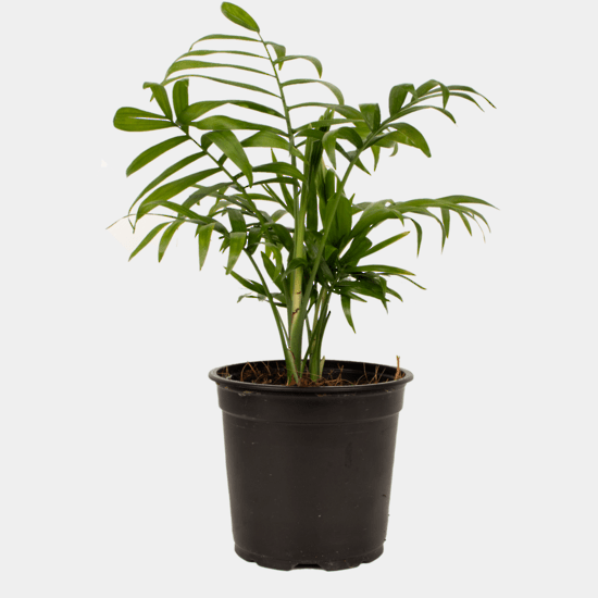 Chamaedorea Elegans 'Palor Palm' - The Green Room Flower Company