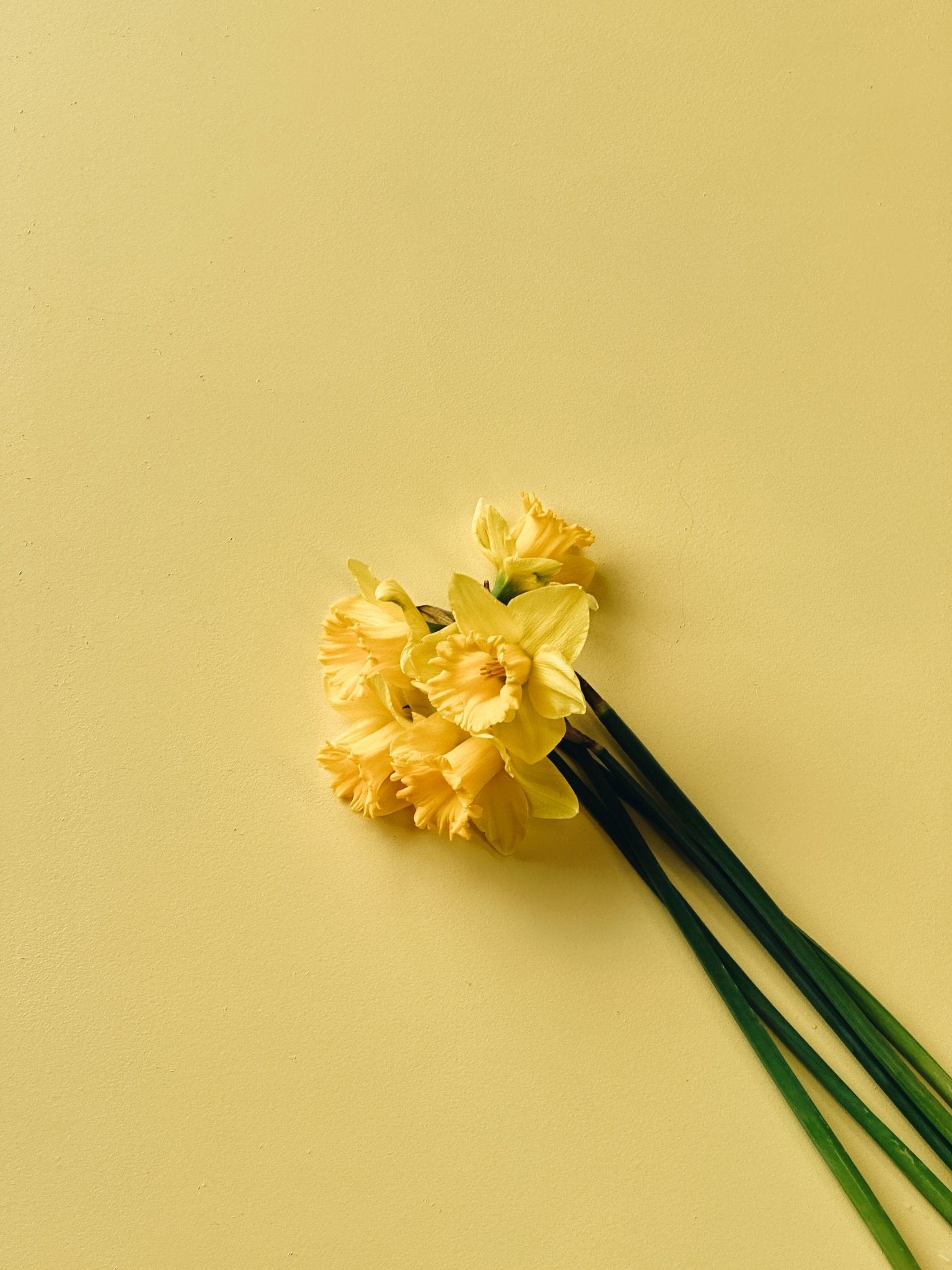 Daffodil Day Bundles - The Green Room Flower Company