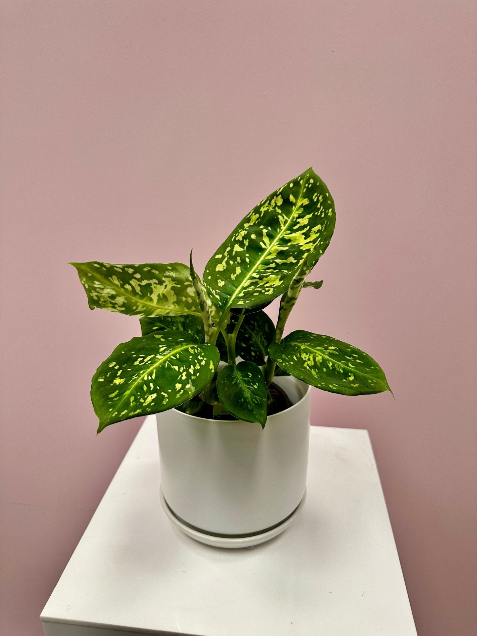 Dieffenbachia Amoena Reflector - The Green Room Flower Company