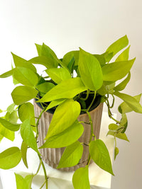 Epipremnum "All Gold" - The Green Room Flower Company