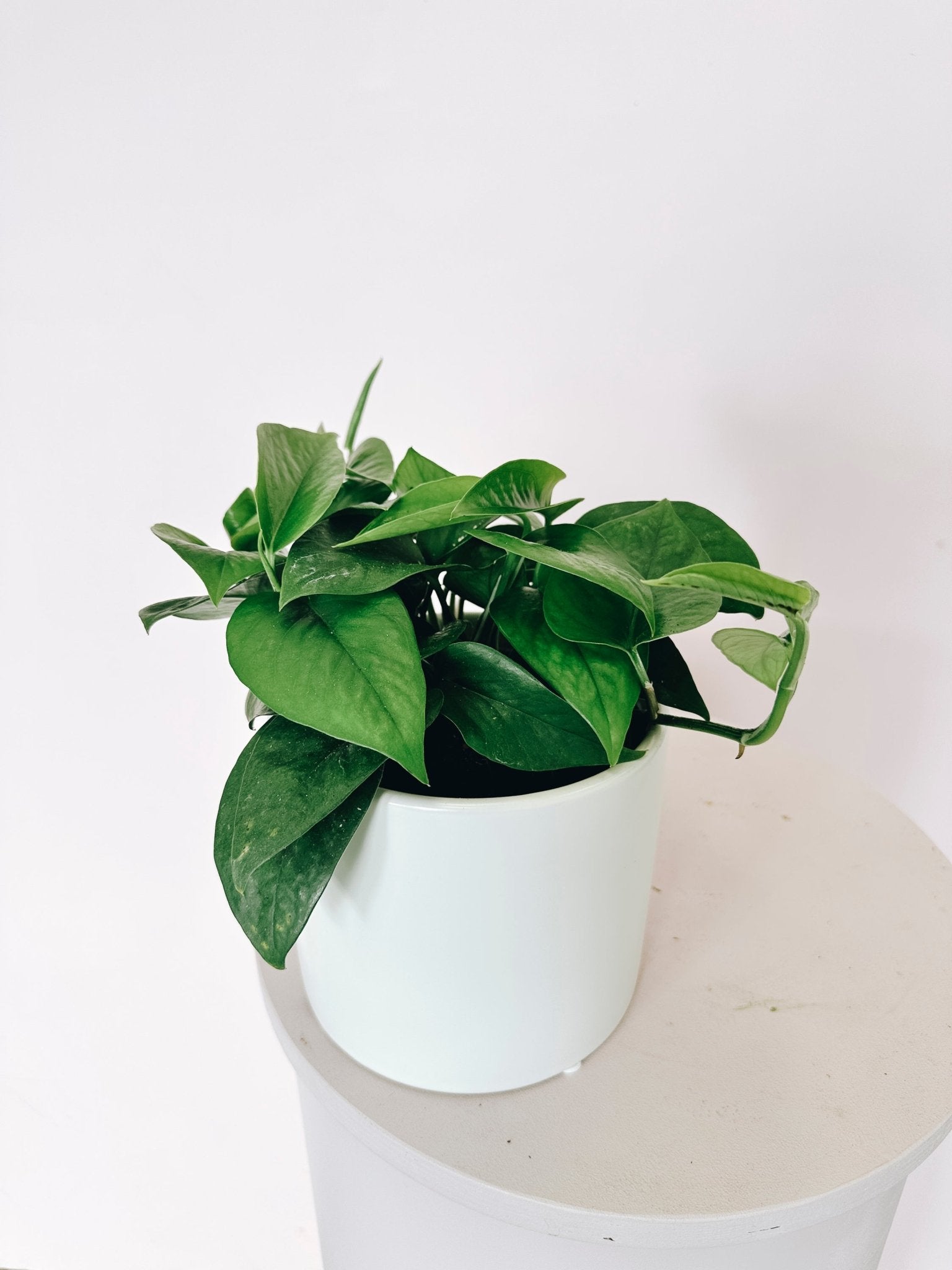Epipremnum (Green Pothos) - The Green Room Flower Company