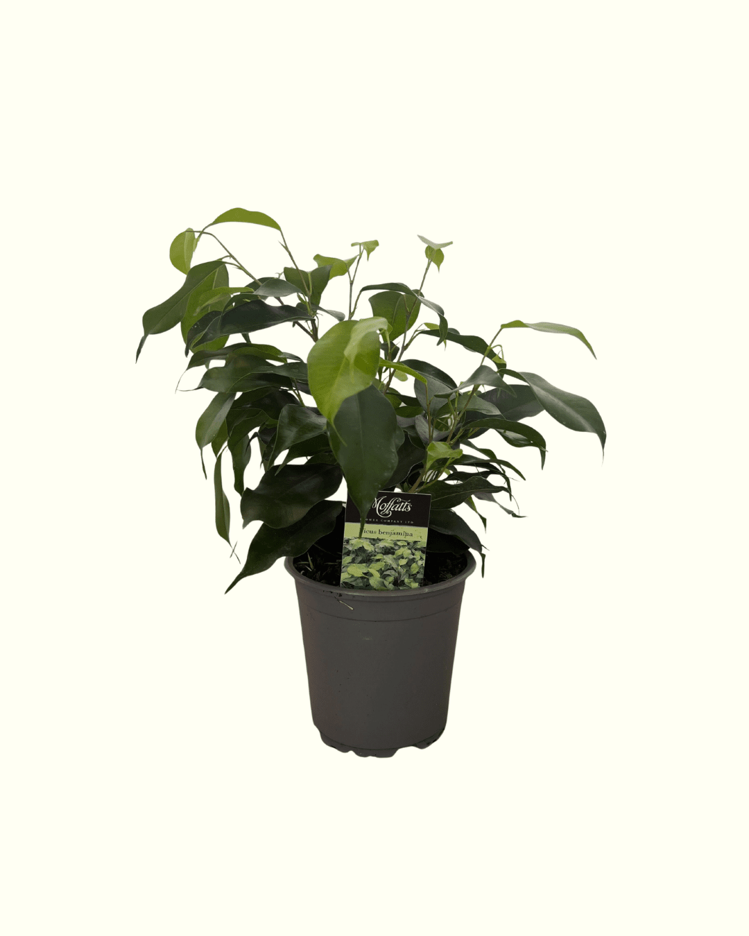 Ficus Benjamina - The Green Room Flower Company