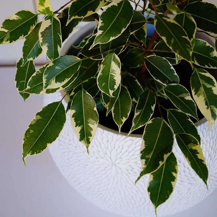 Ficus Benjamina Variegated - The Green Room Flower Company