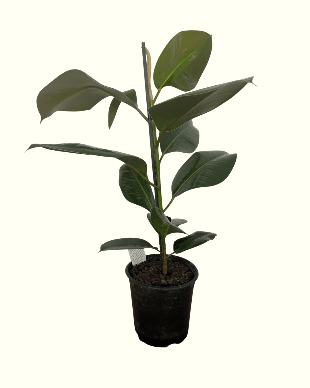 Ficus Elastica Green - The Green Room Flower Company