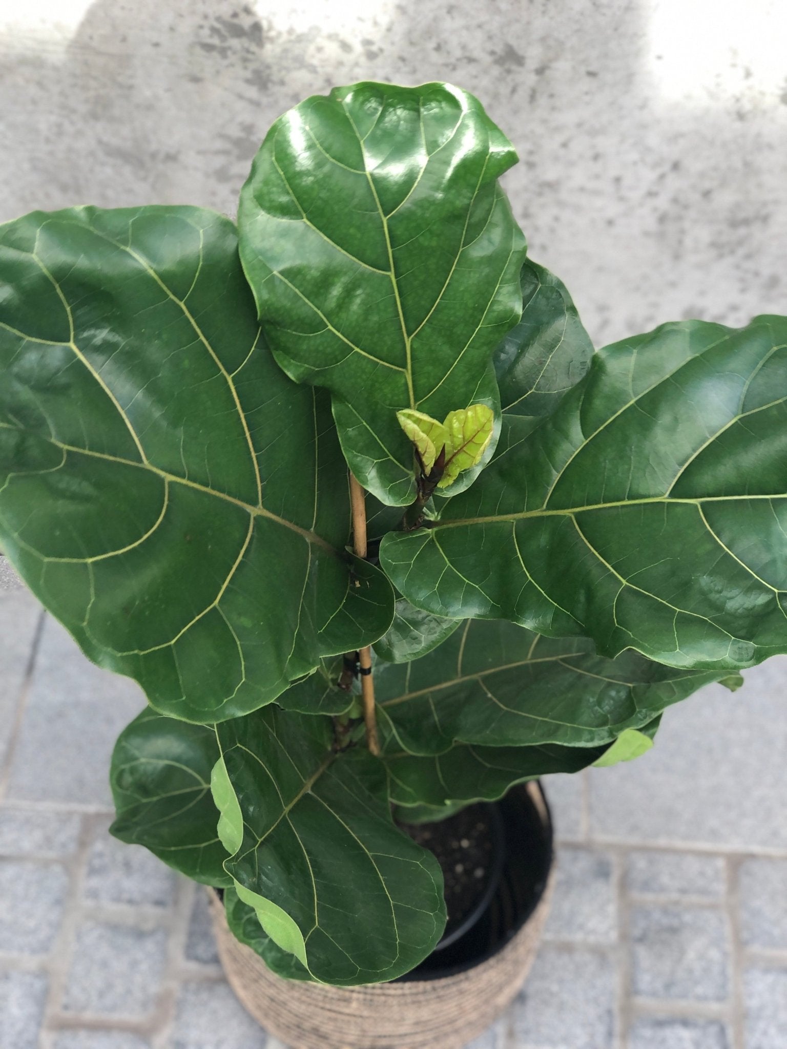 Ficus lyrata 'Fiddle Leaf Fig' - The Green Room Flower Company