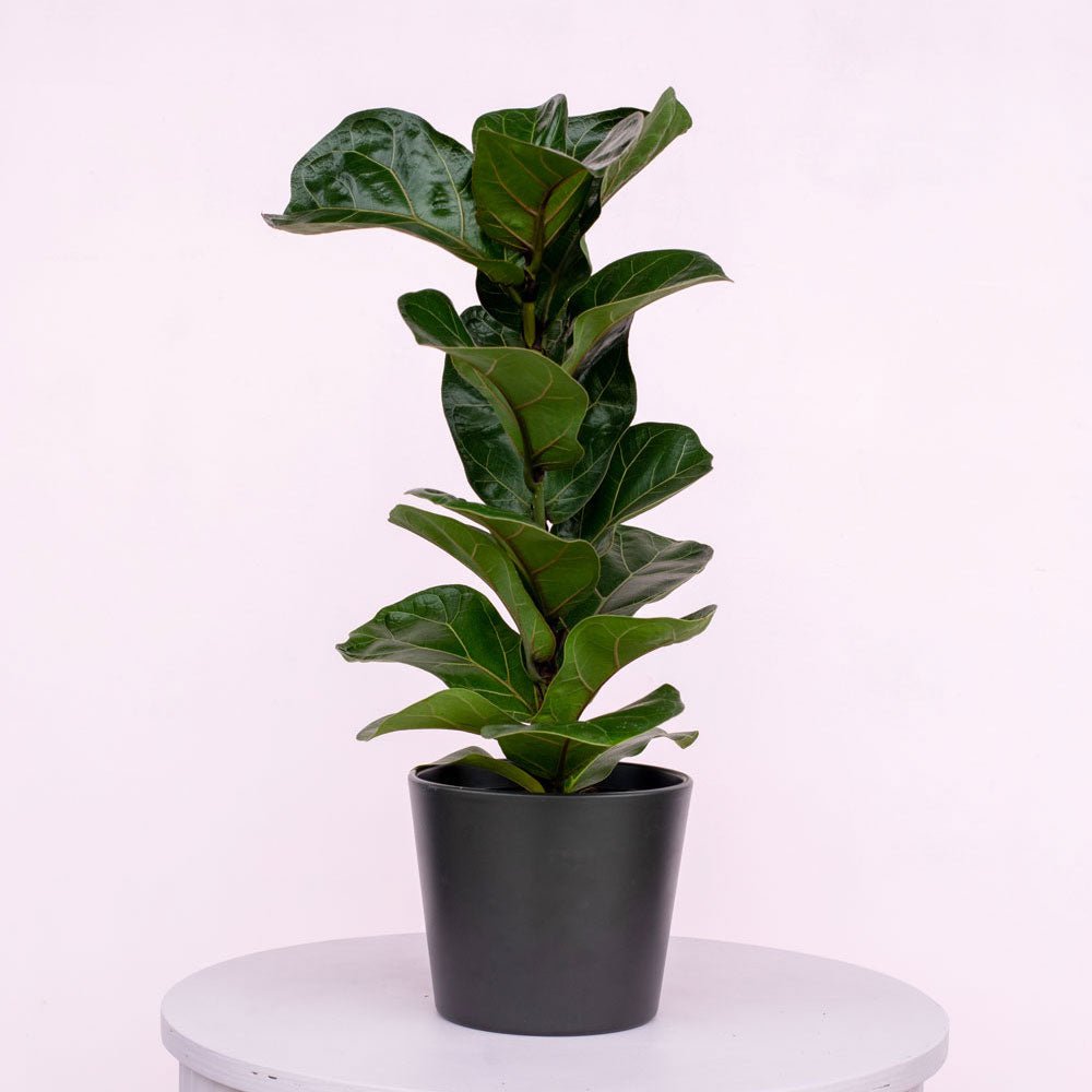 Ficus lyrata 'Fiddle Leaf Fig' - The Green Room Flower Company