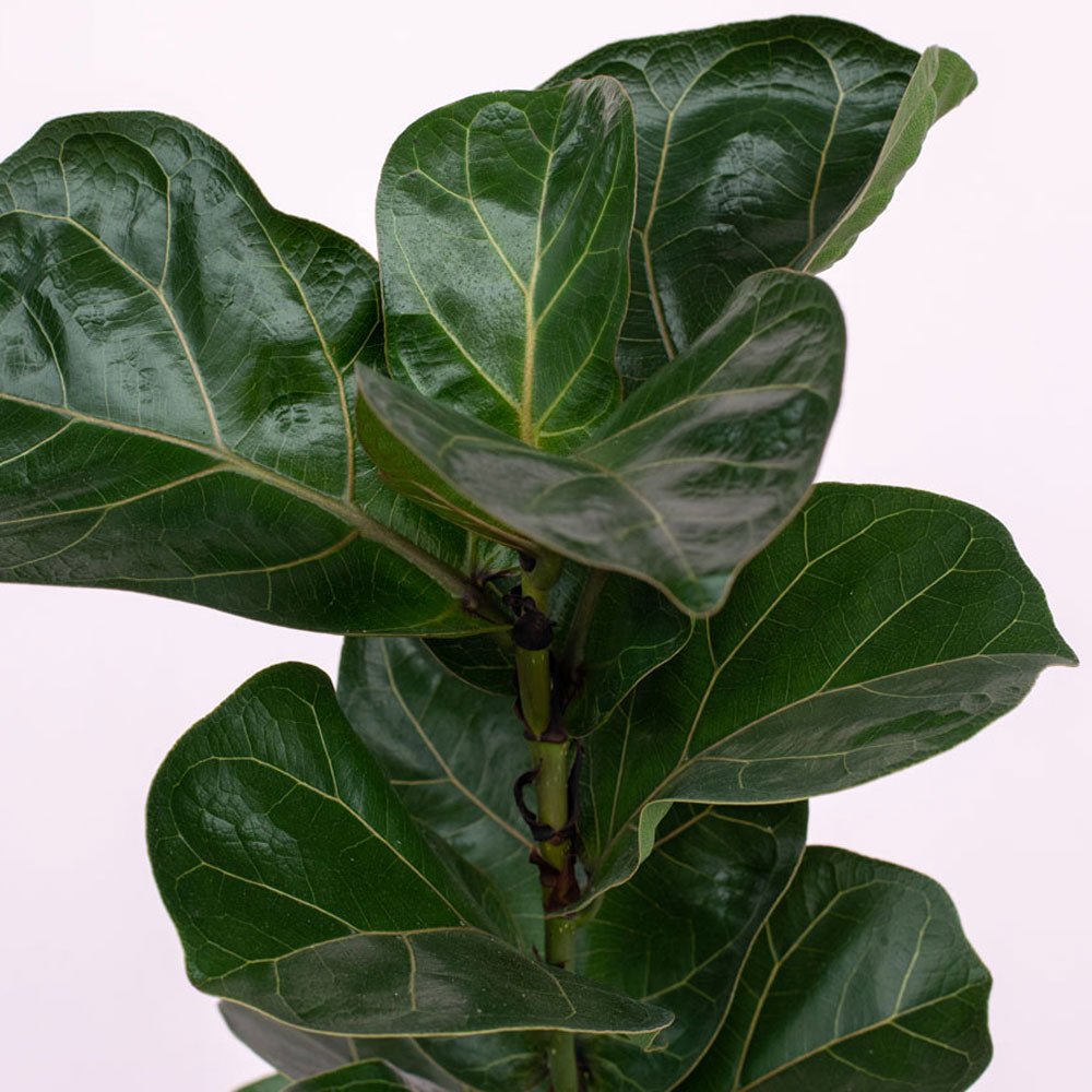 Ficus lyrata 'Fiddle Leaf Fig' - The Green Room Flower Company